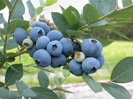 Vaccinium cor. 'Bluecrop' - Blauwe bes