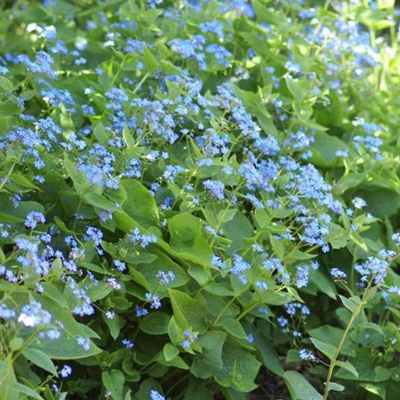 Brunnera macrophylla - Vergeet-me-nietje mini