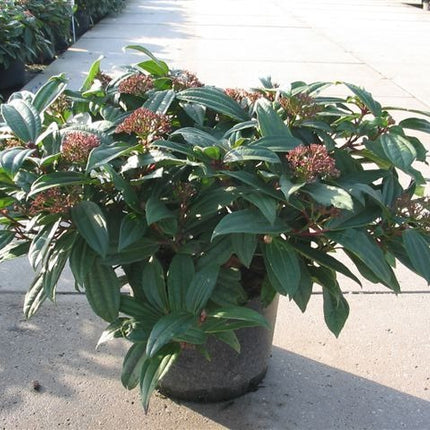 Viburnum davidii