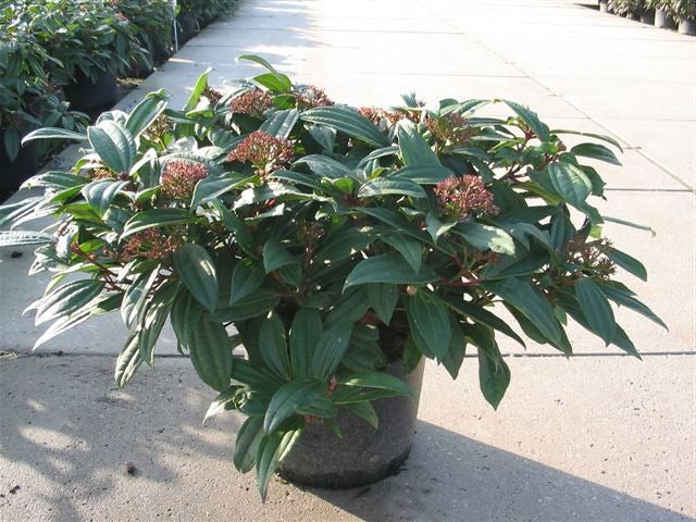 Viburnum davidii